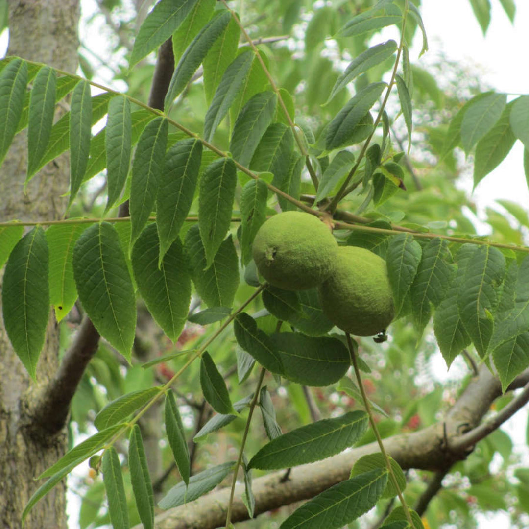 Beautiful Black Walnut with a Round