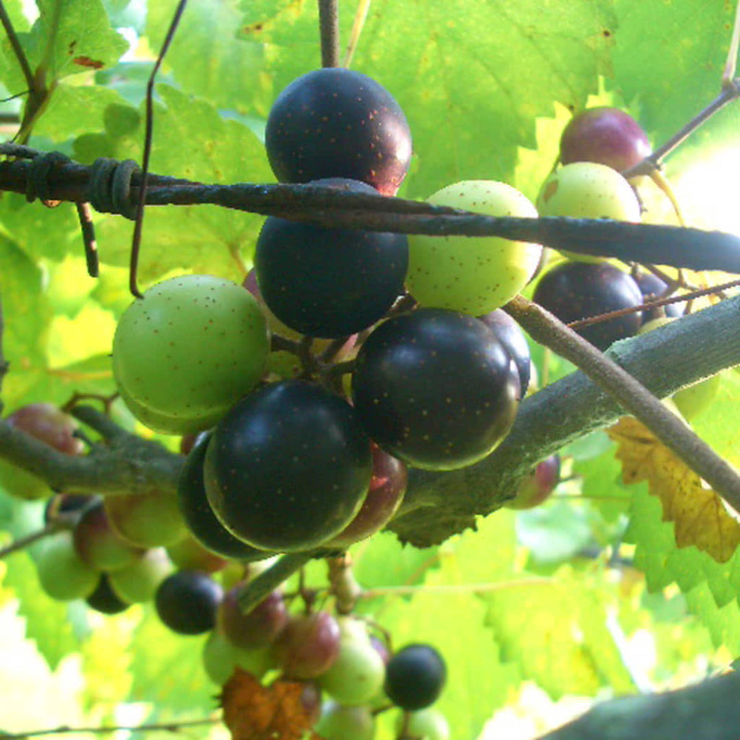 Jumbo Muscadine Grape Vine