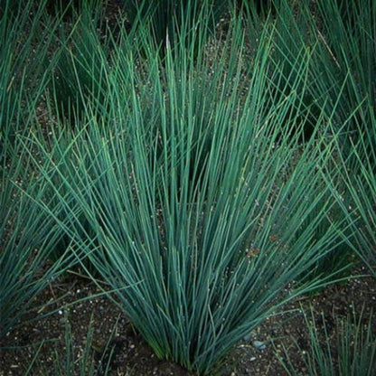 Grass: Juncus tenuis &