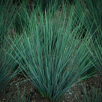 Grass: Juncus tenuis 'Blue Dart' Rush