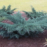 Grey Owl Juniper