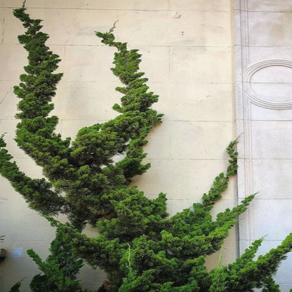 Juniper Torulosa