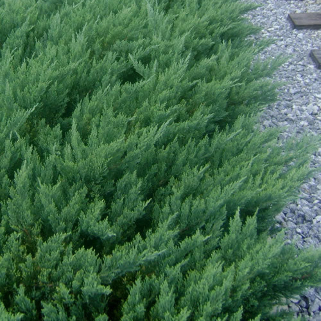 Parsoni Juniper, Evergreen, Low
