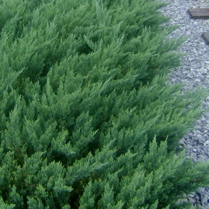 Parsoni Juniper, Evergreen, Low