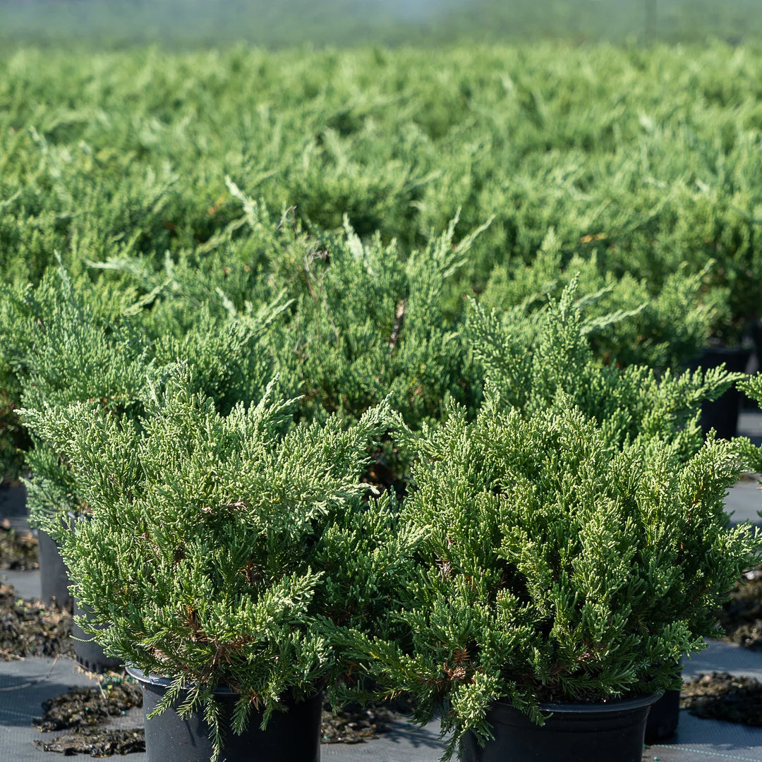Compact Juniper Juniperus horizontalis 'Wiltonii' (Blue Rug Juniper)