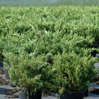 Parsoni Juniper compact evergreen shrub