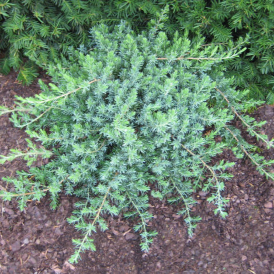 Juniper Blue Pacific