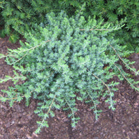 Juniper Blue Pacific