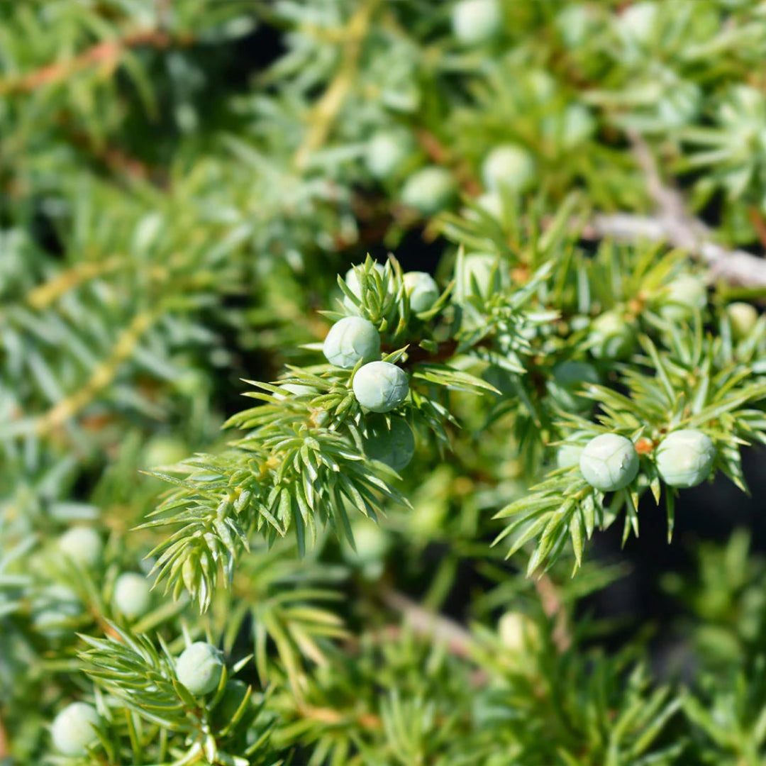 Juniperus Conferta &