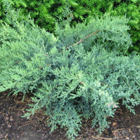Nick's Compact Juniper
