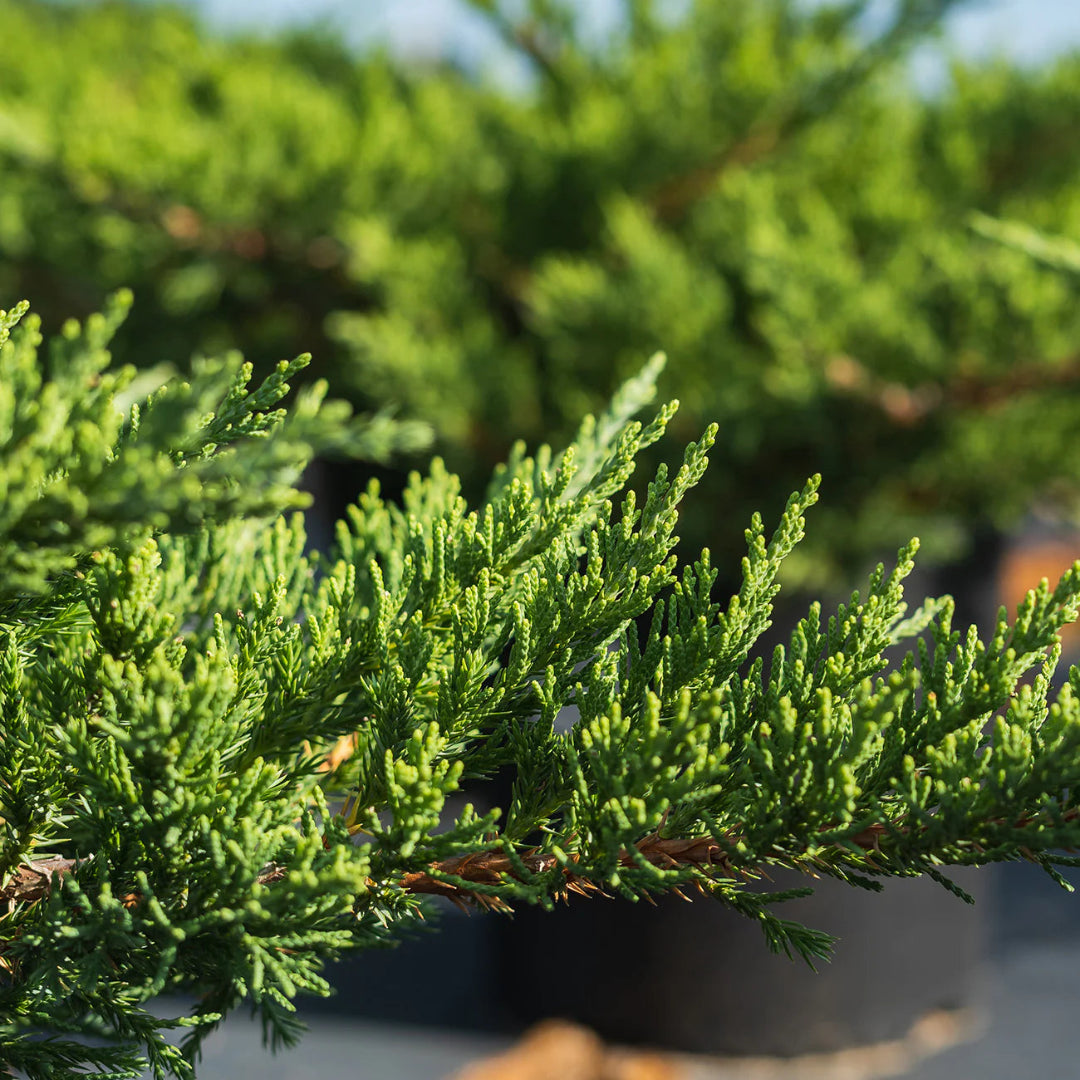 Juniperus horizontalis &