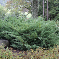 Nick's Compact Juniper