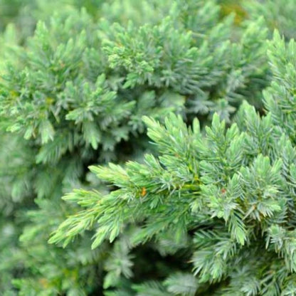 Juniperus Conferta &