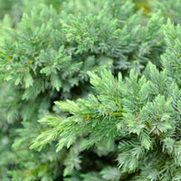 Blue Pacific Juniper low-growing evergreen plant