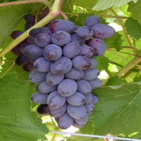 Fresh Jupiter grapes growing on vine in home garden vineyard