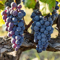 Close up of Jupiter grape bunch showing juicy seedless table grapes