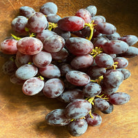 Vertical view of Jupiter grape vine with heavy fruit clusters