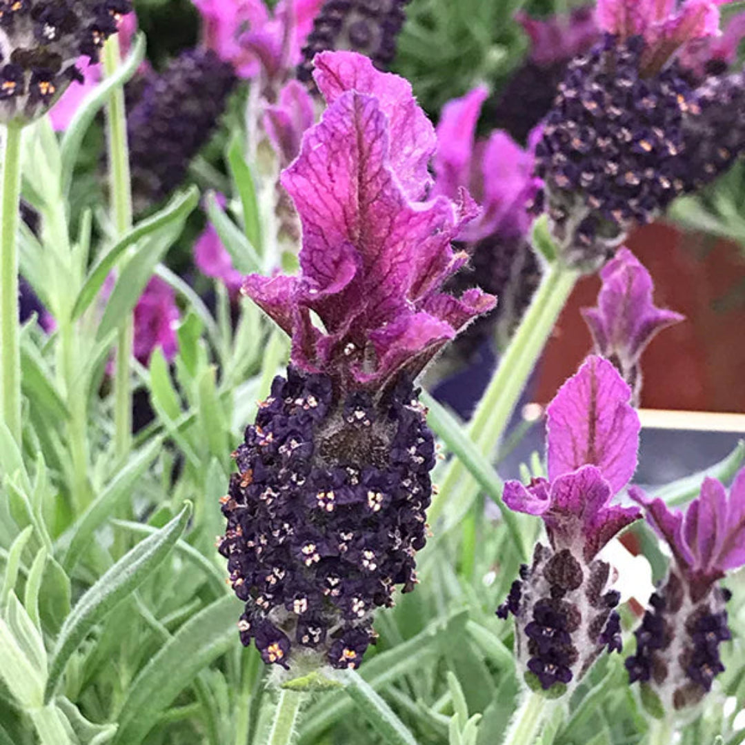 Lavandula stoechas &