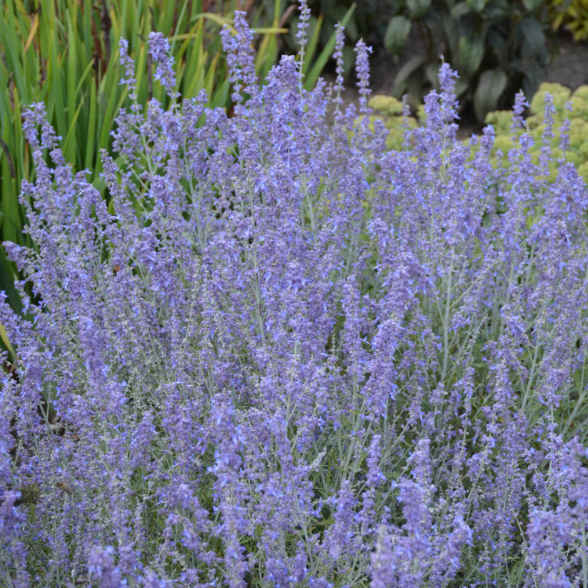 Perovskia atriplicifolia &