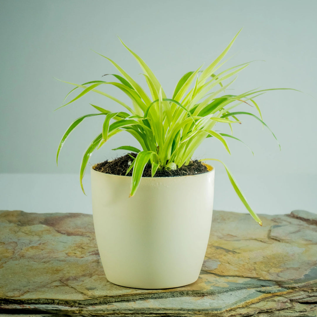 Spider Plant