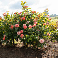 Orange Glow  Knock Out Rose