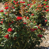 Petite Knock Out Rose