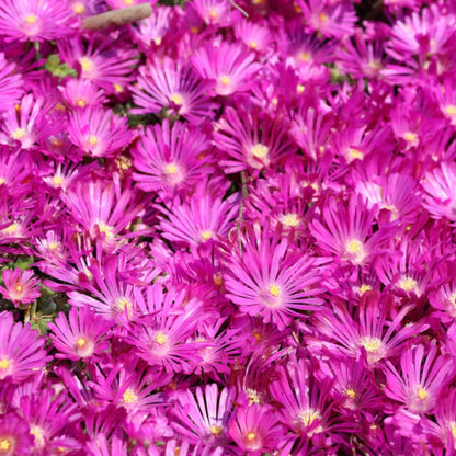 Delosperma Kaleidoscope Orchid Flash - [EG]