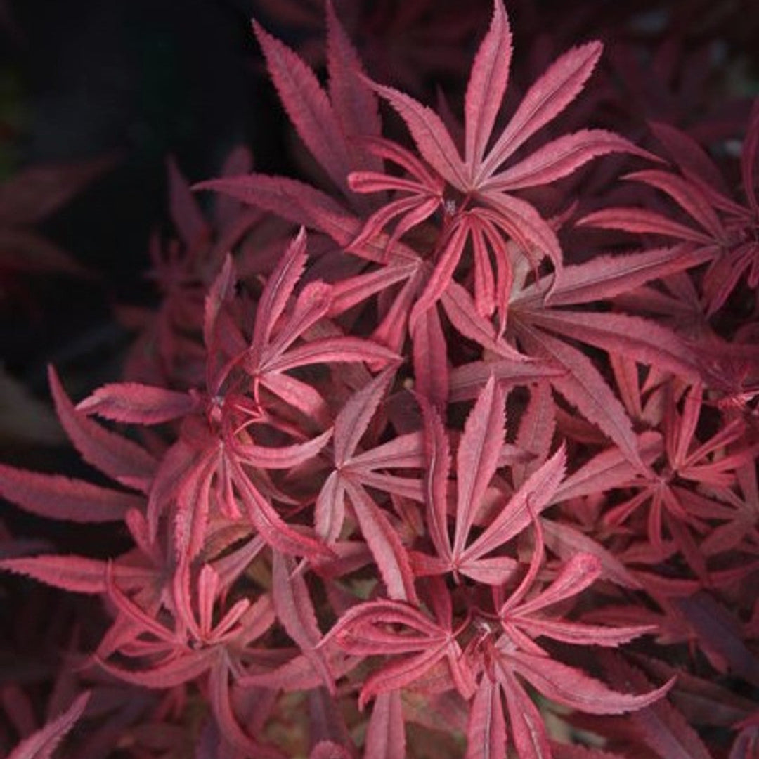 Kandy Kitchen Japanese Maple