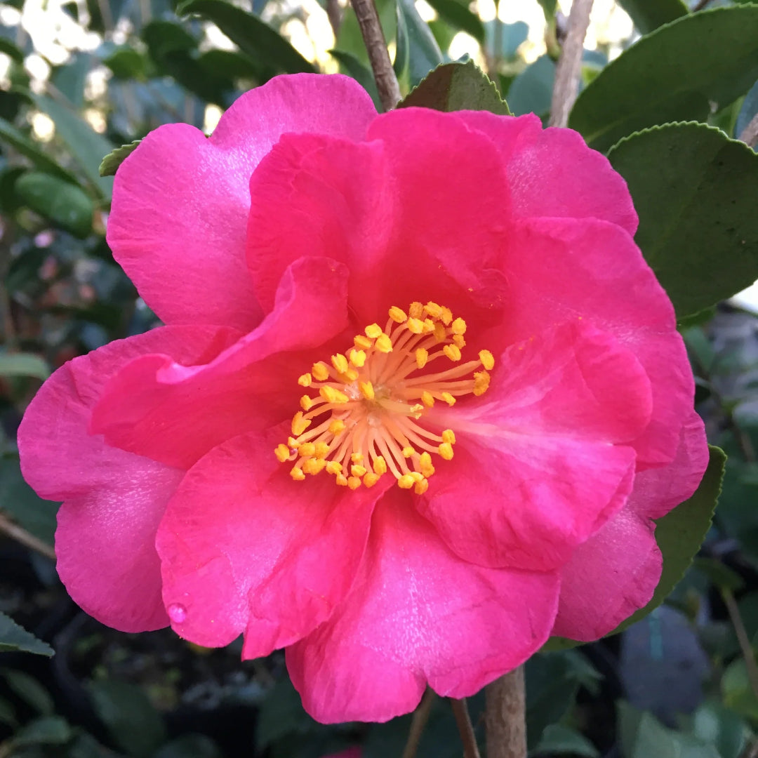 Camellia Kanjiro Flower Plant Semi Double Pink Blooms