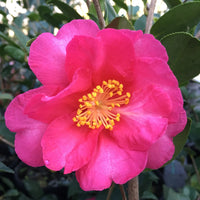 Camellia Kanjiro Flower Plant Semi Double Pink Blooms