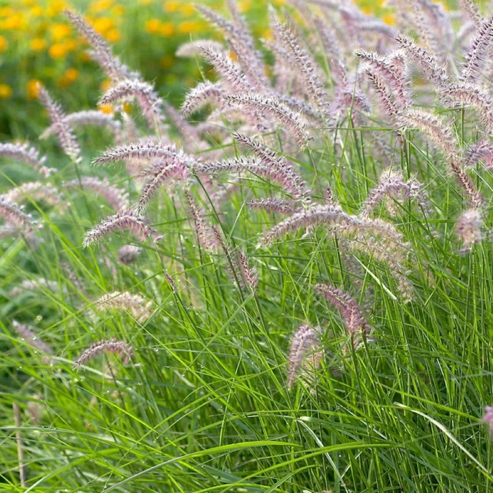 Karley Rose Fountain Grass
