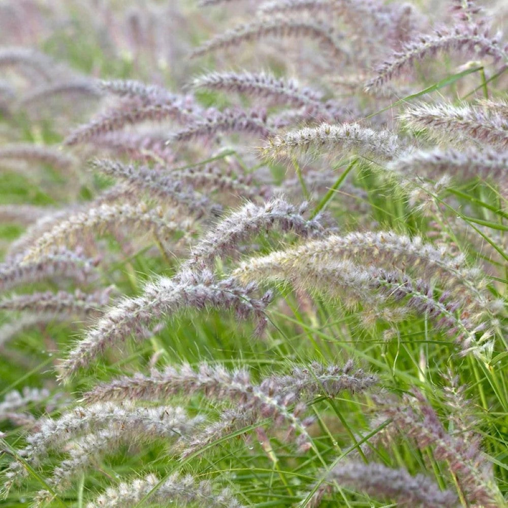 Karley Rose Fountain Grass