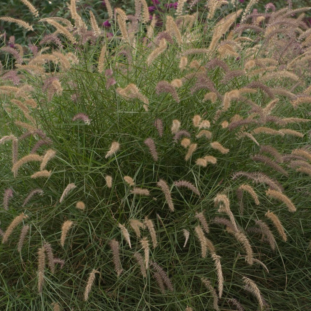 Karley Rose Fountain Grass