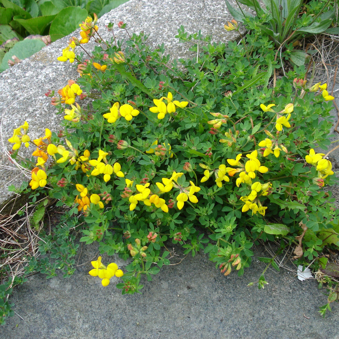 Lotus Corniculata &