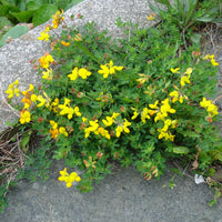 Lotus Corniculata 'Plenus'