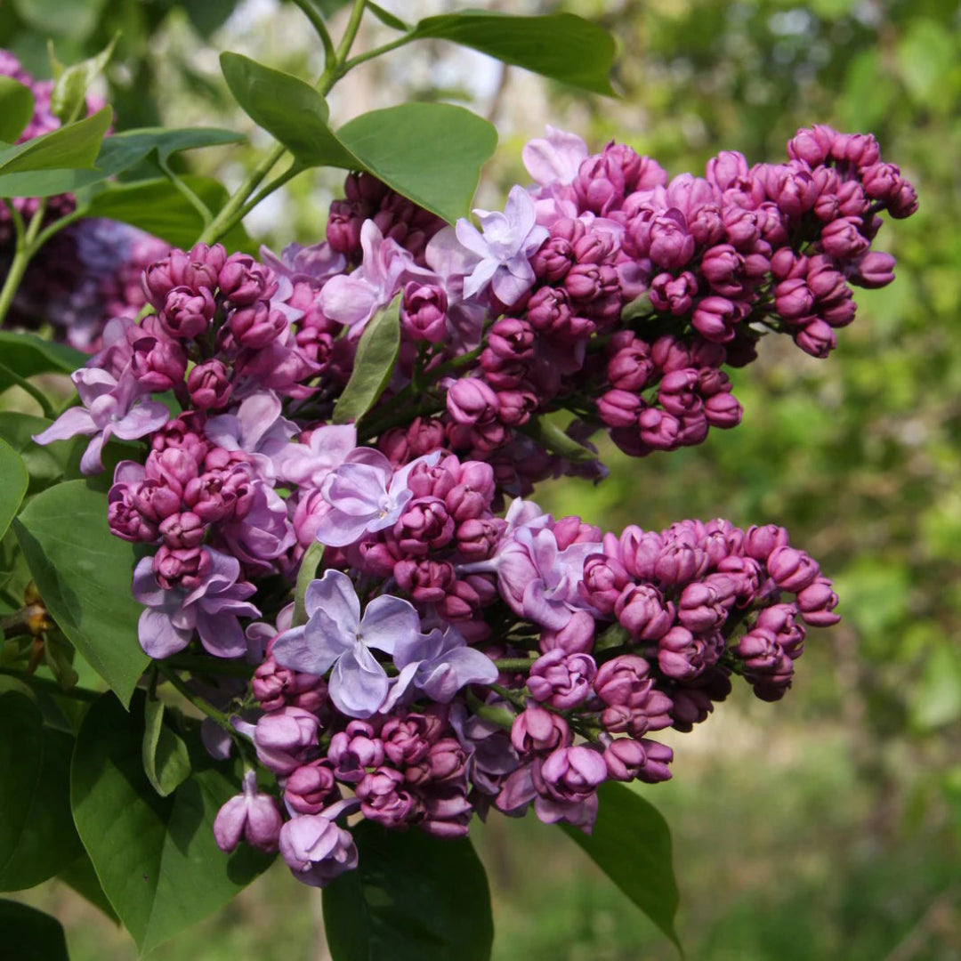Katherine Havemeyer French Lilac