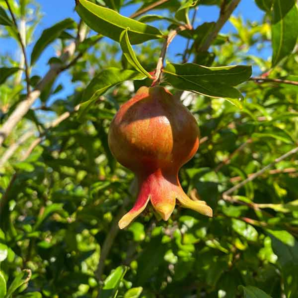 Kazake Pomegranate - Cold Hardy Pomegranate