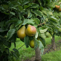 Kieffer pear tree 1 gallon size live fruit tree plant