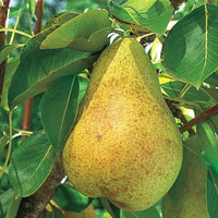 Kieffer pear fruit tree producing large juicy pears in orchard