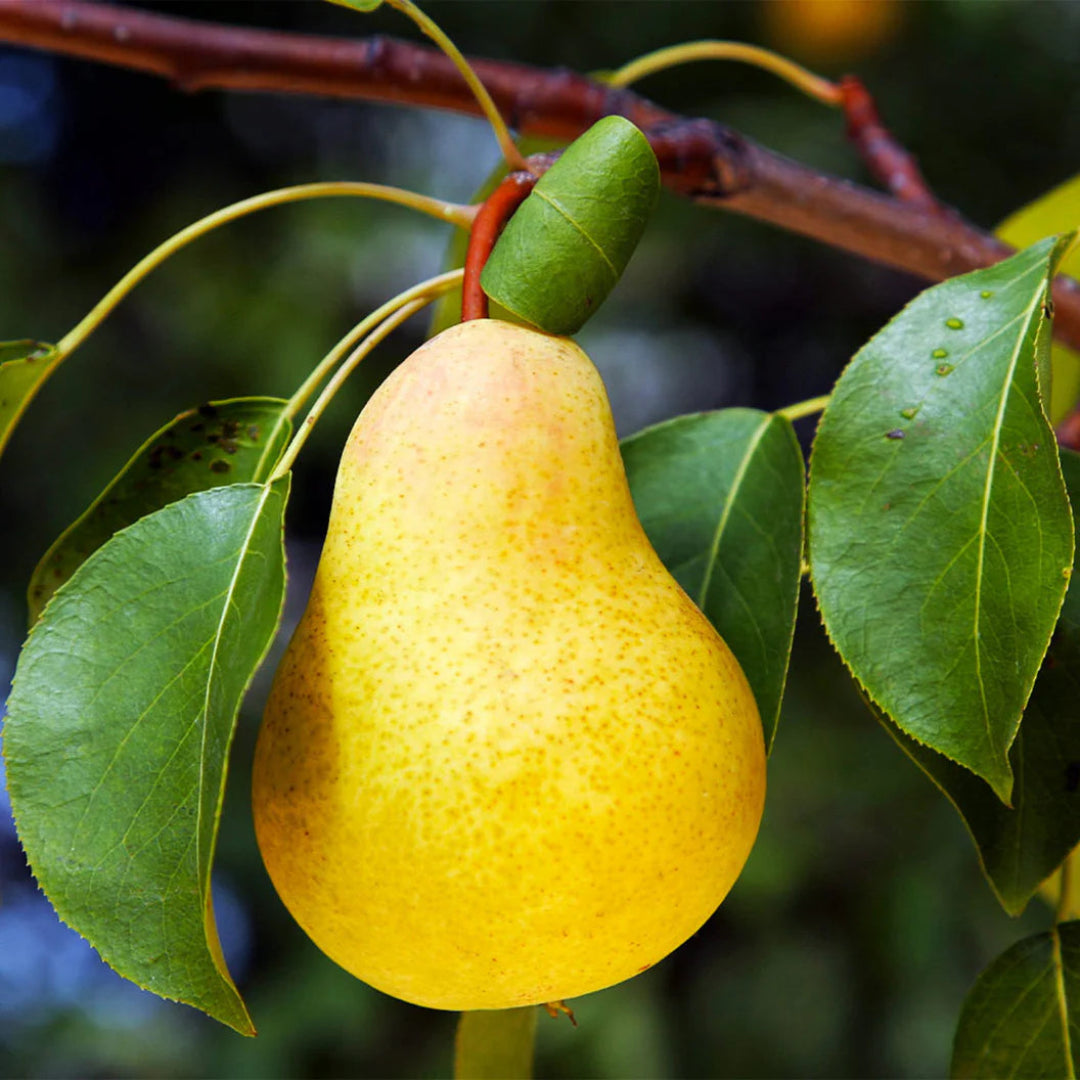 Fresh harvested Kieffer pear fruit showing size and color