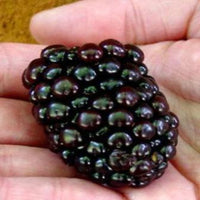 Kiowa Thorny Upright Blackberry That Produces Extremely Large Fruit