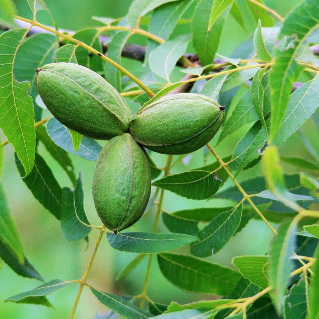 Kiowa Pecan Tree, Produces a Very Large, High Quality Nut.