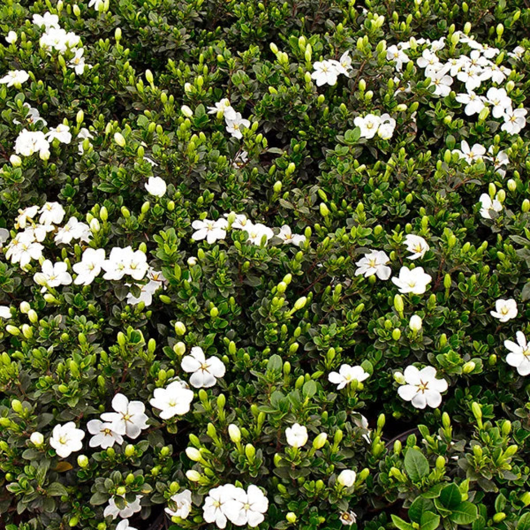 Cold Hardy Gardenia Jasminoides Flowering Shrub