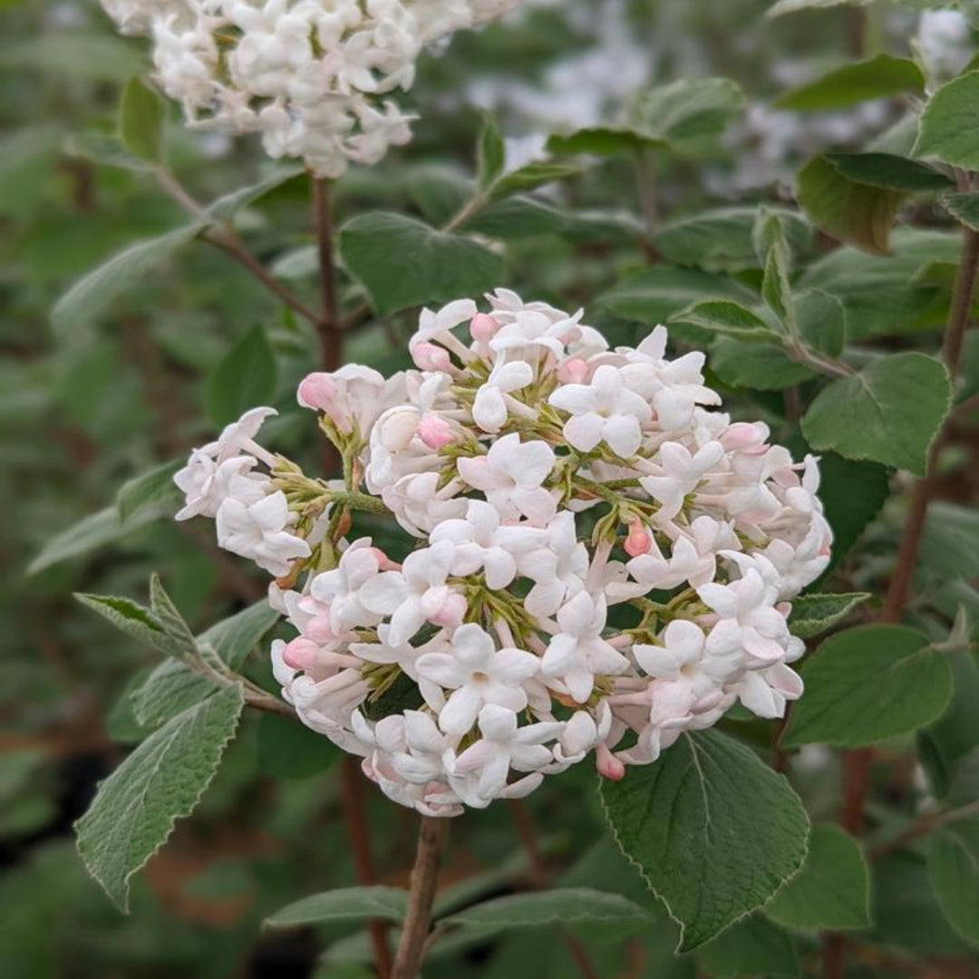 Korean Spice Viburnum Shrub