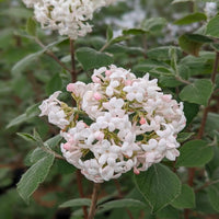 Korean Spice Viburnum Shrub with Dark Green Leaves and Fragrant Blooms