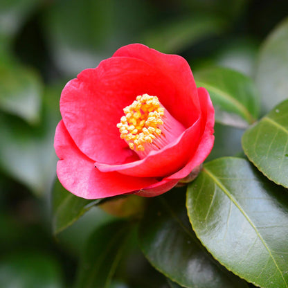 Camellia Flame-Showy Red Round Blooms