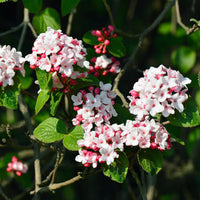 Korean Spice Viburnum Shrub Featuring Round Clusters of Pinkish-White Flowers