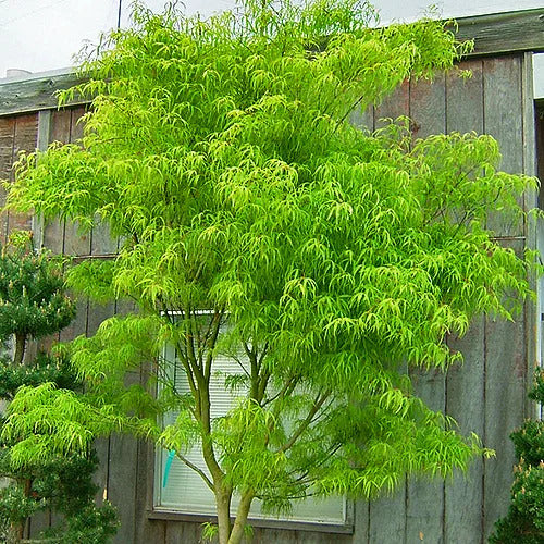 green maple tree indoor plant Green Japanese Maple Seedling