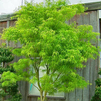 Green Japanese Maple Seedling