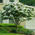Kousa Dogwood Tree with white blooms
